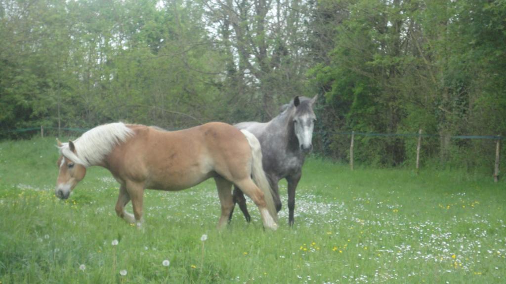 Saint-Saturnin-du-Bois Les 2 Madeleine B&B 외부 사진